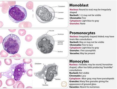 Monocyte 뜻