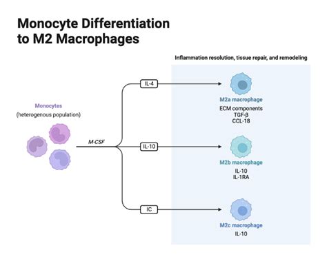 Monocyte Differentiation to M2 Macrophages BioRender Science Templates