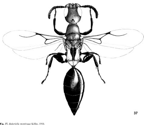 Monographie des bethylidae d'afrique noire (hymenoptera). - Technisches wörterbuch zellstoff und papier =.