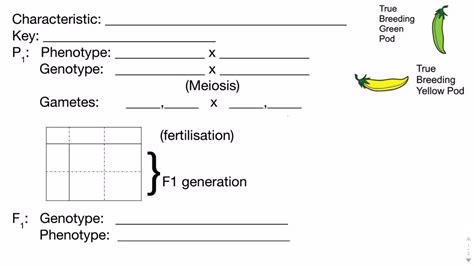 Monohybrid Cross Template