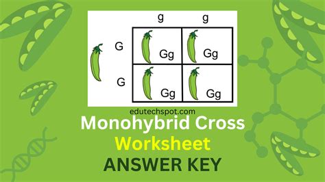Monohybrid Yahoo A Cross What Is Answers