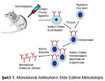 Monoklonal antikor üretimi ppt