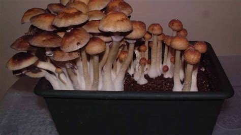 Monotubs shroomery. May 18, 2017 · Welcome to the Shroomery Message Board! You are experiencing a small sample of what the site has to offer. Please login or register to post messages and view our exclusive members-only content. You'll gain access to additional forums, file attachments, board customizations, encrypted private messages, and much more! 