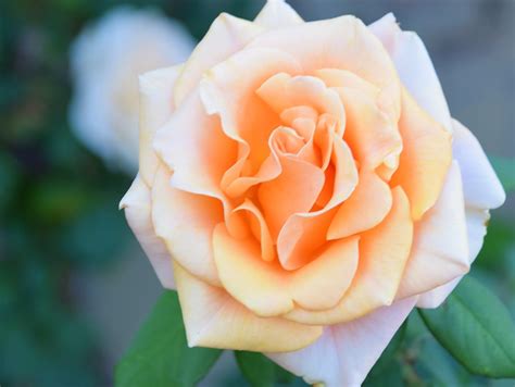 Monroe rose. Things To Know About Monroe rose. 