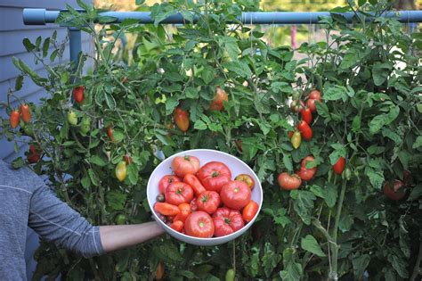 Monster tomato plants.  How to grow huge tomato plants.  85 days to ripen.  Resis...