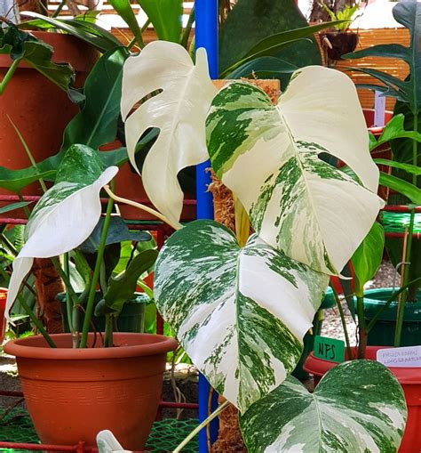 Monstera borsigiana albo. .  <a href=https://blog.dev-nanuk.com/wp-includes/ID3/ndoffnsy/o...