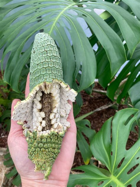 Monstera deliciosa fruit. Things To Know About Monstera deliciosa fruit. 
