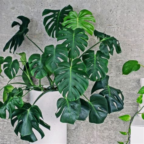 Monstera dziurawa