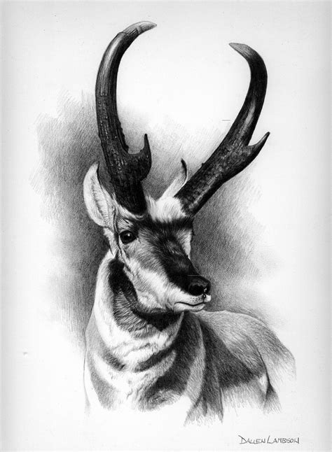 Montana Antelope Drawing