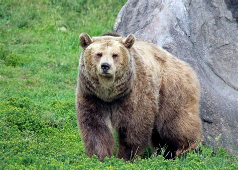 Montana grizzly. Things To Know About Montana grizzly. 