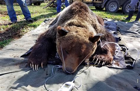 Montana grizzly bear. TikTok's new lawsuit hits back against a new Montana law, signed last week, that bans the app in the state. Last week, Montana Governor Greg Gianforte signed a law that banned TikT... 