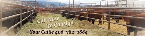 Montana livestock auction butte mt. Mar 5, 2024 · RANDY BROTHERS [ BUTTE MT ] 1: 1450: $106.50: C: WANDA G SALOMAN [ POLSON MT ] 3: 1366: ... Montana Livestock Auction P.O. Box 125 100 Cattle Drive Ramsay, MT 59748. 