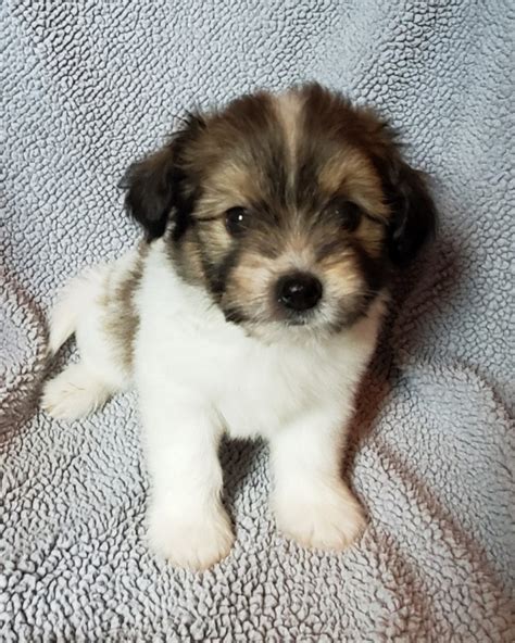 Our puppies for sale are a Maltese crossed with a Shih Tzu or a Poodle. So Maltipoo or Malshi Puppies. I tell everyone that if you have part to a pure bred Maltese you will have a lover. ... 37 1st Ave West, Whitewater, Montana 59544, United States. 406-654-4483 Cell phone Hours 09:00 am to 05:00 pm Mon-Fri. Today. Closed. Get directions ....