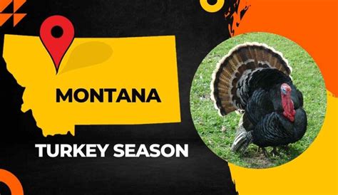 Posted: April 8, 2021. Montana’s spring male turkey season opens Ap
