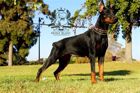 Happy, Healthy Bloodline. Mont Blanc Dobermans is a family oriented European Doberman Kennel. Prioritizing in the health and preservation of the doberman breed. We strive to bring you and your family a well rounded, family companion.. 