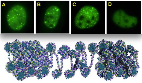 Monte Carlo modelling and simulation of cell exocytosis