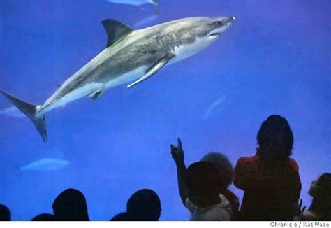 Monterey bay aquarium great white shark 2022. Press release. Apr. 16, 2019. New research from Monterey Bay Aquarium and partner institutions published today in Nature Scientific Reports challenges the notion that great white sharks are the most formidable predators in the ocean. The study, "Killer Whales Redistribute White Shark Foraging Pressure On Seals," chronicles how the great white ... 