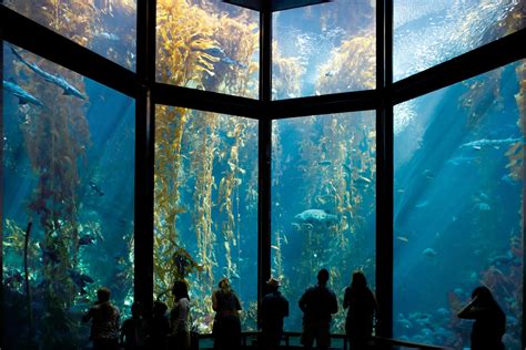 Monterey bay aquarium photos. Located at the ocean's edge on historic Cannery Row, the Monterey Bay Aquarium is your window to marine life. Visit sea otters, penguins, sharks, jellies and thousands of other marine animals and plants. 