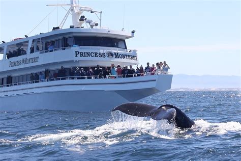 Monterey bay whale watch monterey ca usa. 3 days ago · MONTEREY BAY WHALE WATCH TRIP SCHEDULE: ... Monterey Bay Whale Watch, LLC: 84 Fisherman's Wharf Monterey, CA 93940 : Phone 831-375-4658 : E-mail whaletrips@gowhales.com: 