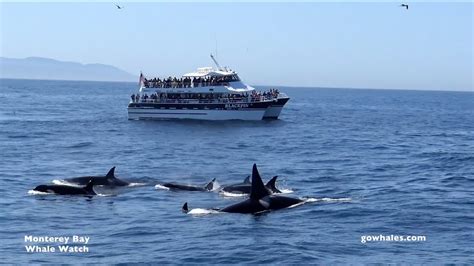 Monterey bay whale watching. Mar 6, 2023 ... According to Monterey Bay Whale Watch, the critically endangered North Pacific right whale (Eubalaena japonica) was spotted during a whale ... 