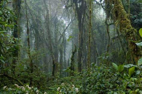 Monteverde cloud forest temperature.  The average temperature in Monteverde Cloud Forest ...