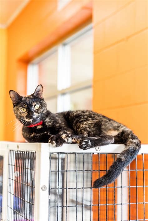 Montgomery humane society. Remarkable Progress on Our Journey Towards No-Kill Cat 2025: A Year in Review in News on January 3, 2024 As we near the end of 2023, we at the Montgomery Humane Society are excited to share the inspiring progress we have made towards achieving our No-Kill Cat 2025 initiative…. 