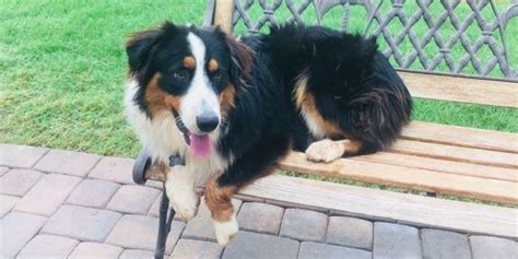 Montgomery ranch aussies. Mott Ranch - Blazin Sun Aussies. Australian Shepherd. Puppies For Sale. Our Australian Shepherds are bred to have the natural athletic working ability. We believe this allows … 