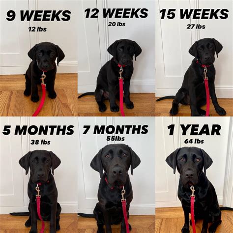 April 24, 2023 89 A Labrador puppy growth chart can help you to check your puppy's development is on track. Watching your baby Labrador Retriever puppy grow into an adult dog is incredible, but it can also be a little worrying at times.. 