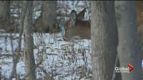 Montreal-area mayor receives death threats over plan to cull deer in local park