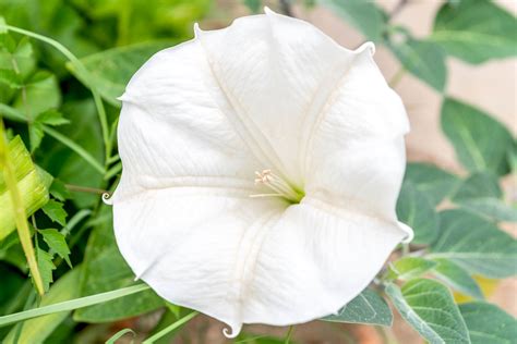 Moon Flower Moonflower Onlyfans Leak (SEX) 42 Photos