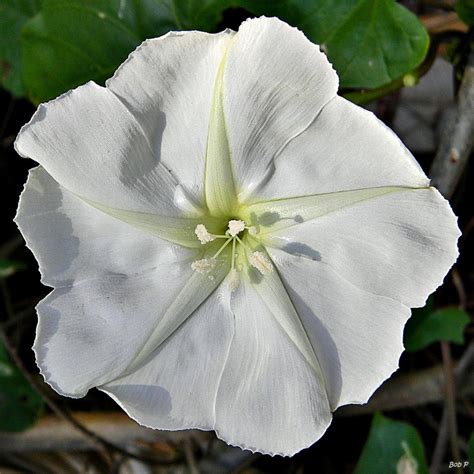 Moon Flowers Ask A Biologist - Arizona State University