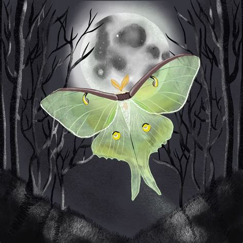 Moon Moth Drawing