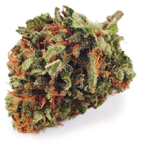 Tropic Moon is an evenly balanced hybrid strain (50% indica/50% sativa) created through crossing the potent Malibu Pie X Vader OG strains. The perfect well-balanced hybrid for any patient who loves a margarita-like flavor, Tropic Moon packs effects that hit both mind and body, all wrapped up with a deliciously tangy flavor. The high is pretty .... 