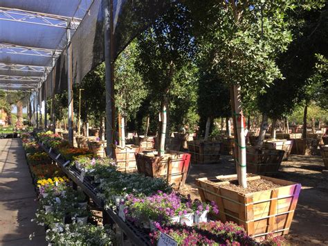 Moon valley nursery chandler az. Things To Know About Moon valley nursery chandler az. 