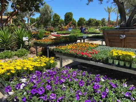 66 Faves for Moon Valley Nurseries from neighbors in Oceanside, CA. Connect with neighborhood businesses on Nextdoor.