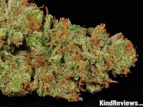 Moonshine Haze Marijuana Strain Library PotGuide