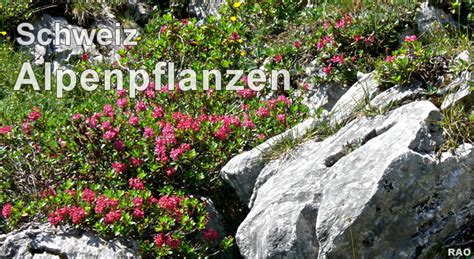 Moor  und alpenpflanzen (vorzugsweise eiszeitflora) des alpengartens zöschen bei merseburg und ihre cultur (dr. - The concert companion a comprehensive guide to symphonic music.