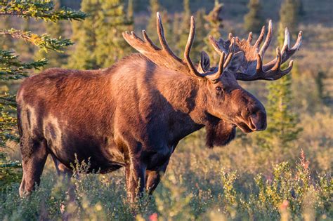 Moose's - Elks are medium-sized when compared to a moose. On average, an elk weighs about 710-730, so a bull elk weighs half that of a bull moose. A deer is very small when compared to an elk, whereas an elk is smaller when compared to a moose. Elk has antlers that are spindly and pointed, more akin to the antlers of a deer. 