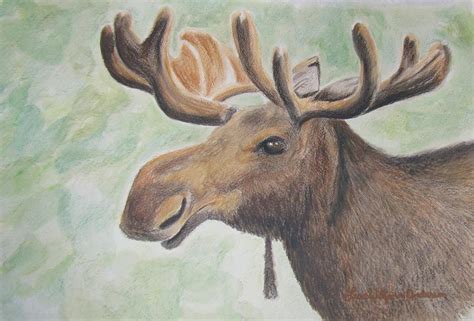 Moose Drawings - Fine Art America