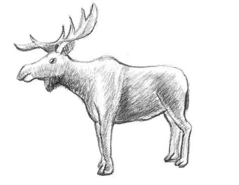 Moose Head Drawing Easy