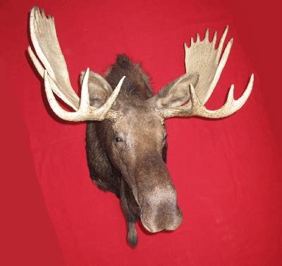 Moose Hides, Antlers for sale by hideandfur.com