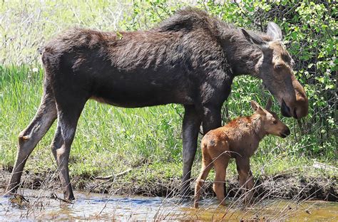 Moose calf, mother reunited after calf was swept away by fast-moving Yampa River