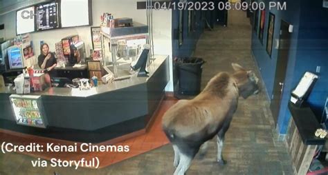 Moose caught snacking on popcorn at Alaska movie theater