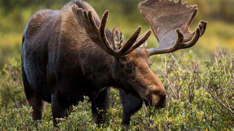 Moose dies after jumping from 2nd-story deck in Colorado