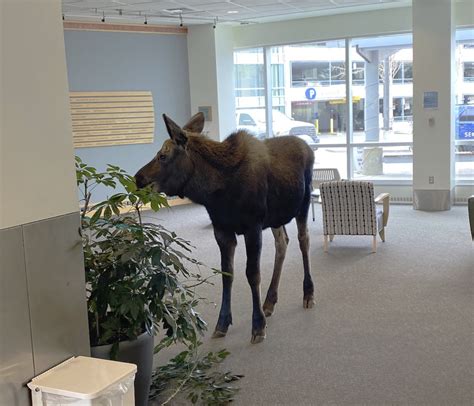 Moose on the loose feasts on lobby plants inside Alaska hospital