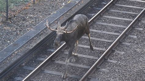 Moose on the loose in Stockholm subway creates havoc and is shot dead
