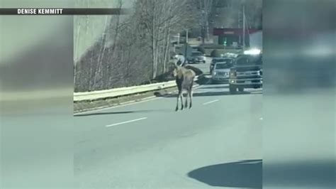 Moose spotted strolling down Route 68 in Gardner