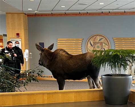 Moose visits Alaska hospital building lobby for lunch