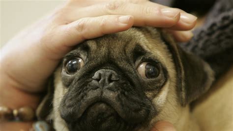 Mops andningsproblem