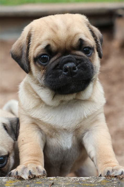 Mops puppy for sale. Things To Know About Mops puppy for sale. 